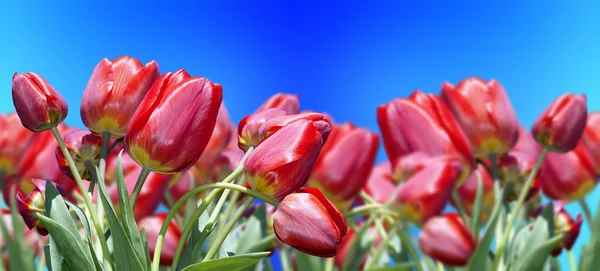 Rode tulpen. Lente — Stockfoto