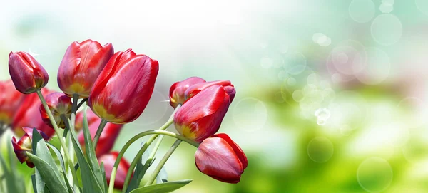 Vörös tulipán. Valentin nap — Stock Fotó