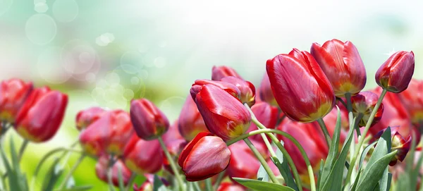 Röda tulpaner. Alla hjärtans dag — Stockfoto