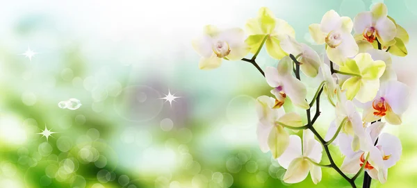 Vacker natur bakgrunden. Våren — Stockfoto