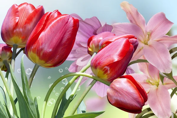 Červené tulipány. Valentýn — Stock fotografie