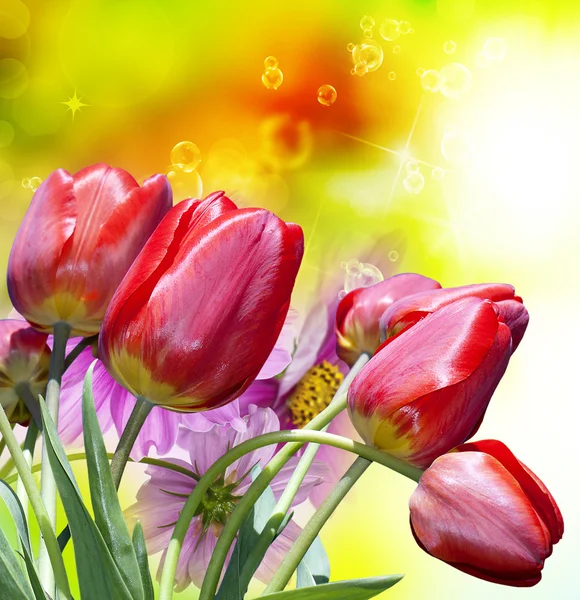 Garden red tulips — Stock Photo, Image