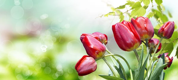 Garden red tulips — Stock Photo, Image