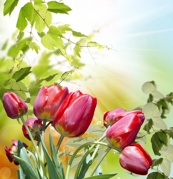 Garden tulips — Stock Photo, Image