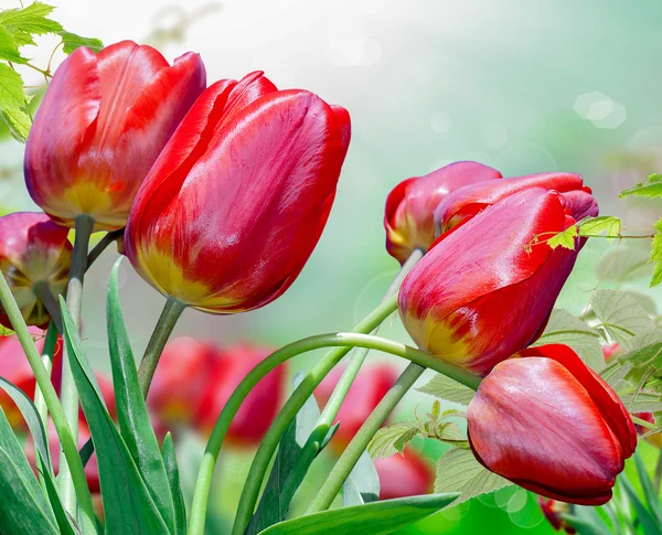 Tulipes rouges jardin.Printemps — Photo