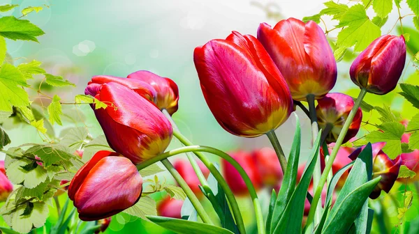 Giardino tulipani rossi.Primavera — Foto Stock