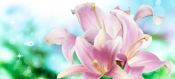 Mooie roze lily.nature — Stockfoto