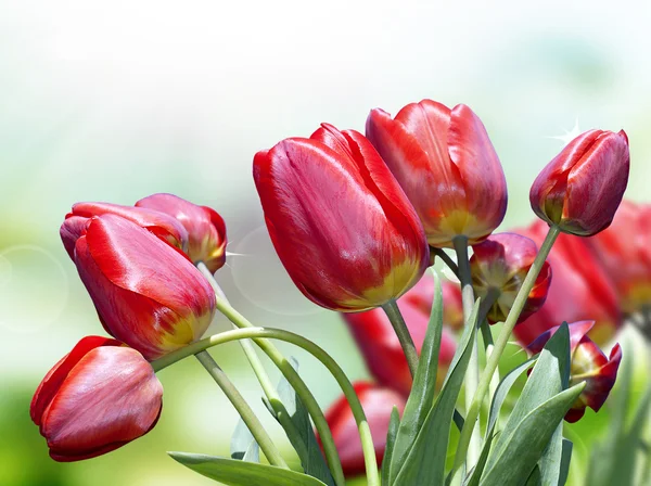 Beautiful garden red tulips — Stock Photo, Image