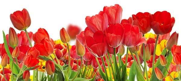 Vacker trädgård färska färgglada tulpaner. Springtime. — Stockfoto