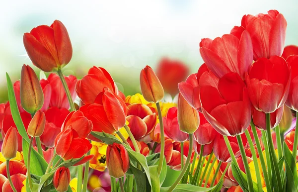 Krásné zahradní čerstvé barevné tulipány. Springtime.Nature backgro — Stock fotografie