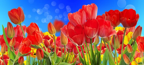 Hermoso jardín fresco tulips.Springtime colorido . — Foto de Stock