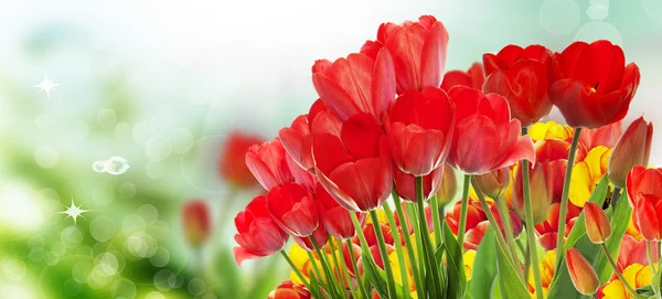 Vacker trädgård färska färgglada tulpaner. Springtime. — Stockfoto