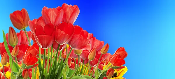 Hermoso jardín fresco tulips.Springtime colorido . — Foto de Stock
