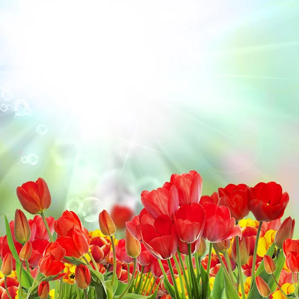 Vacker trädgård färska färgglada tulpaner. Springtime. — Stockfoto