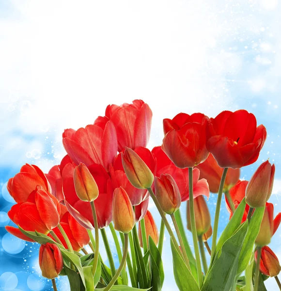Bonito jardim tulipas vermelhas frescas no fundo abstrato — Fotografia de Stock