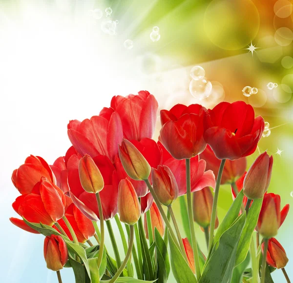 Красивый сад свежие красные тюльпаны на абстрактном фоне — стоковое фото