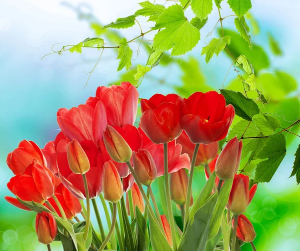 Krásné zahradní čerstvé barevné tulipány na pozadí abstraktní s — Stock fotografie