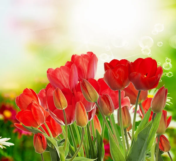 Piękny ogród świeże czerwone tulipany na streszczenie tło — Zdjęcie stockowe