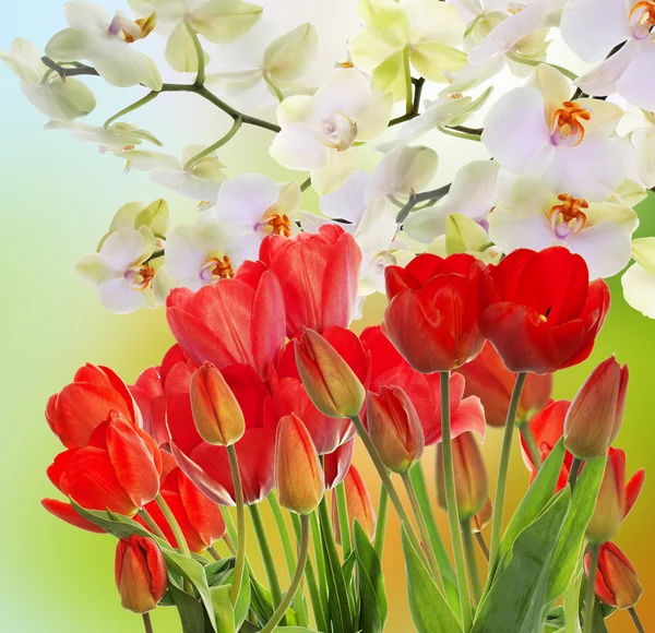 Bonito jardim tulipas vermelhas frescas no fundo abstrato — Fotografia de Stock