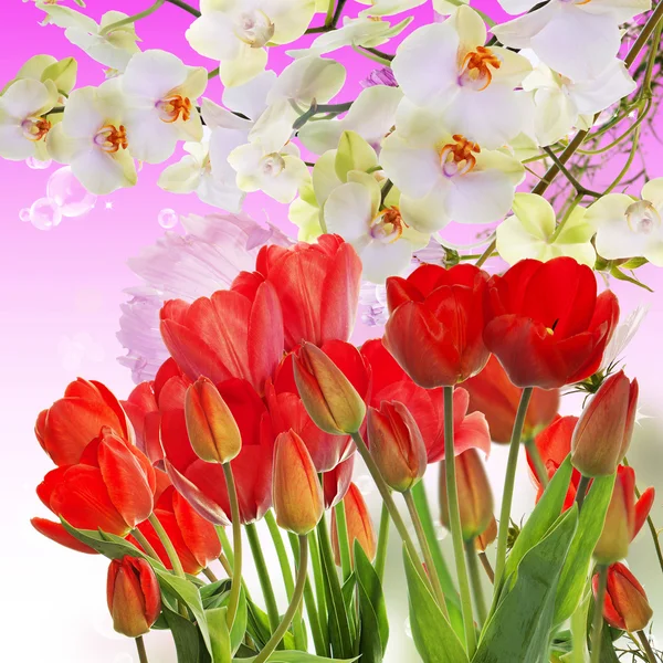 Beautiful garden fresh red tulips on abstract  background — Stock Photo, Image