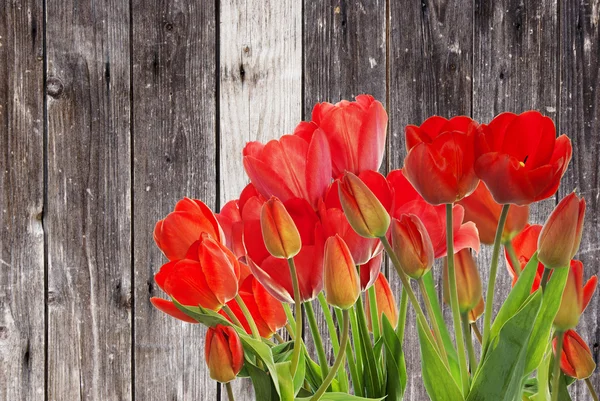 Piękny ogród świeże czerwone tulipany na drewniane tła — Zdjęcie stockowe