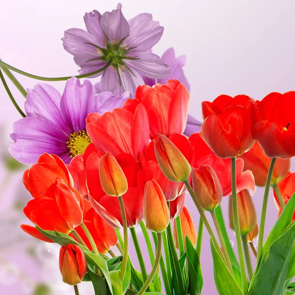 Krásné zahradní čerstvé červené tulipány na pozadí abstraktní — Stock fotografie