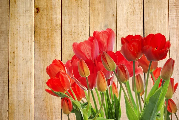 木製の背景に美しい庭の新鮮な赤いチューリップ — ストック写真