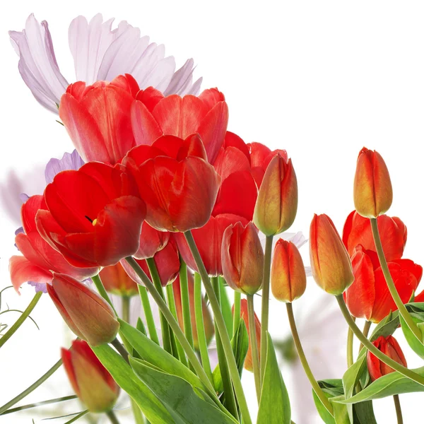 Hermosos tulipanes rojos frescos sobre fondo abstracto de la naturaleza primavera — Foto de Stock