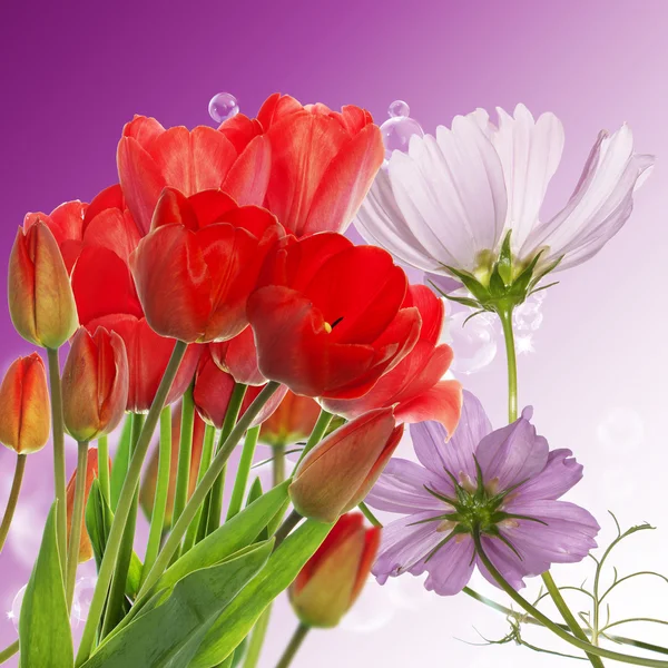 Beautiful  fresh red tulips on abstract spring nature background — Stock Photo, Image