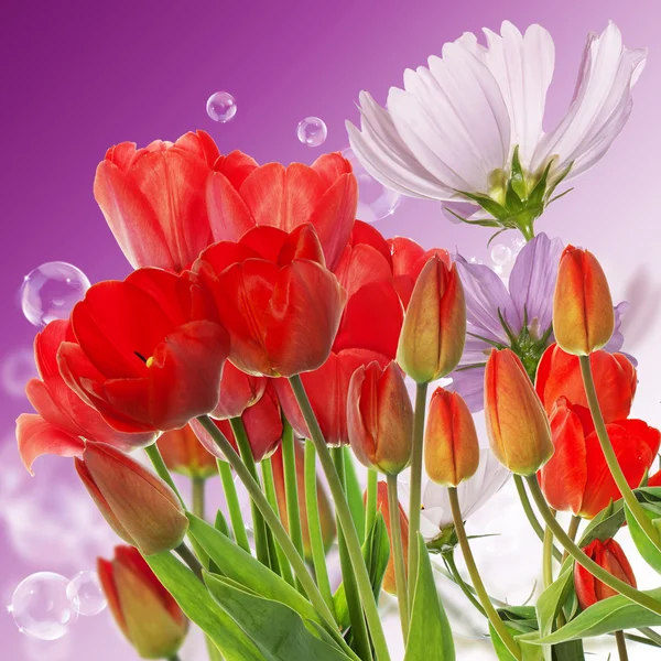 Szép friss piros tulipán absztrakt tavaszi természet háttér — Stock Fotó
