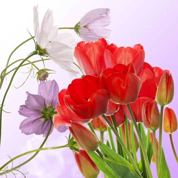 Красивые свежие красные тюльпаны на абстрактном весеннем фоне — стоковое фото