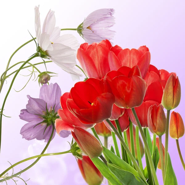 Beautiful  fresh red tulips on abstract spring nature background — Stock Photo, Image