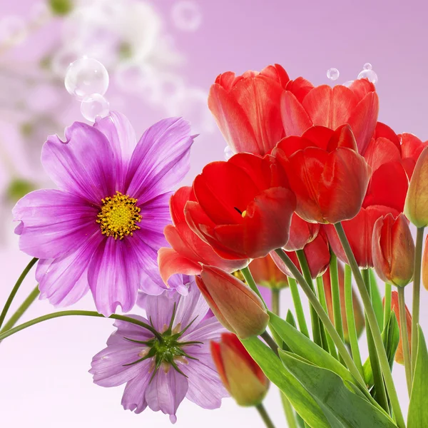 Hermosos tulipanes rojos frescos sobre fondo abstracto de la naturaleza primavera — Foto de Stock