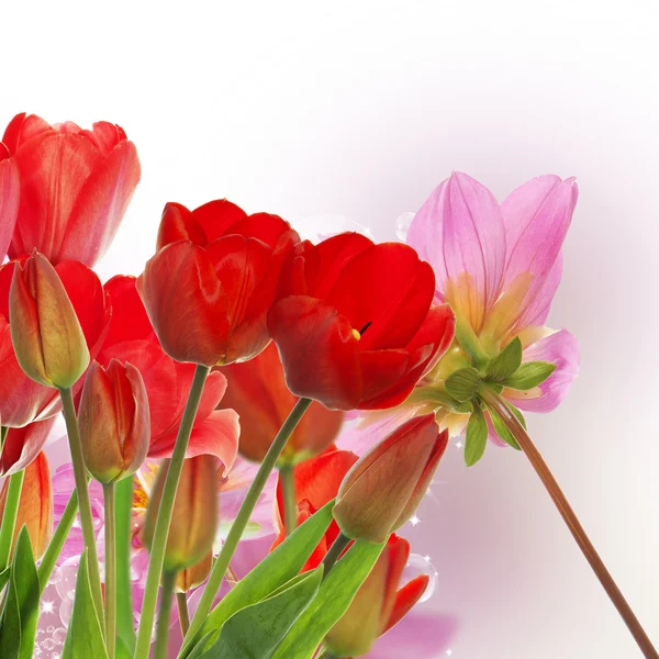 Красивые свежие красные тюльпаны на абстрактном весеннем фоне — стоковое фото