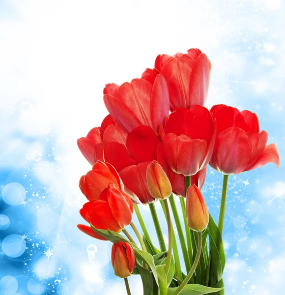 Beautiful  fresh red tulips on abstract spring nature background — Stock Photo, Image