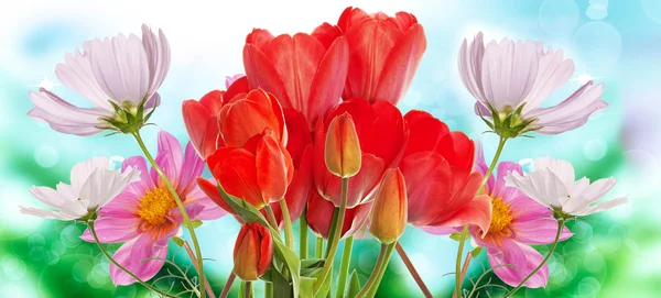 Prachtige verse tuin bloemen op abstracte voorjaar aard backg — Stockfoto