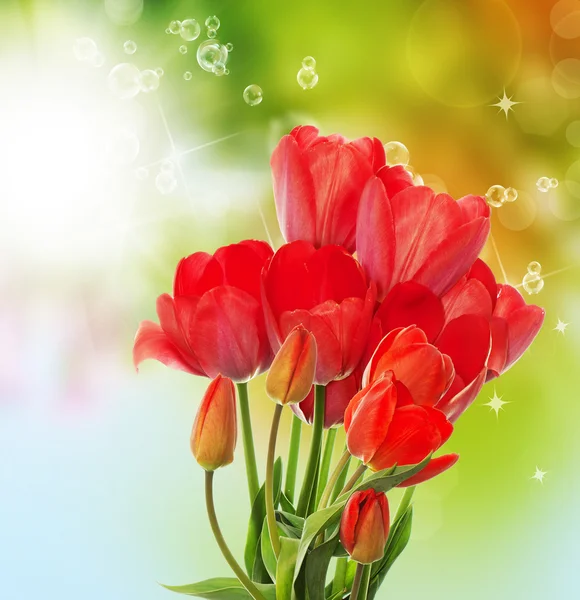 Beautiful  fresh  garden tulips on abstract spring nature backgr — Stock Photo, Image