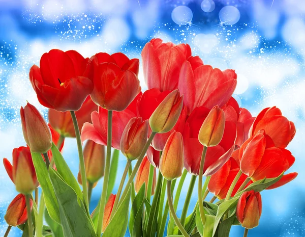 Hermoso jardín tulipanes rojos frescos sobre fondo abstracto —  Fotos de Stock