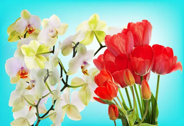 Frescos tulipanes rojos y orquídeas de flores. —  Fotos de Stock