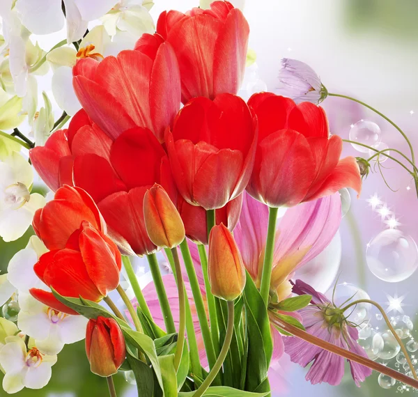 Taze kırmızı laleler ve çiçek orkide. Bahar — Stok fotoğraf