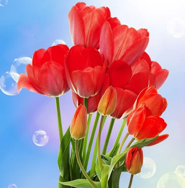 Fresh red tulips.Springtime — Stock Photo, Image