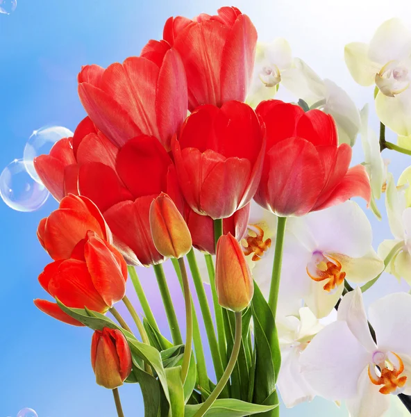 Świeże czerwone tulipany i kwiaty orchidei. Wiosenny — Zdjęcie stockowe
