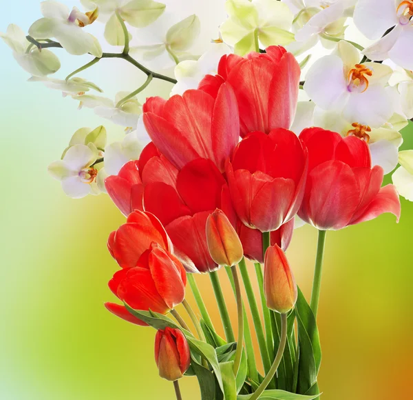 Frische rote Tulpen und Blumen Orchidee. Frühling — Stockfoto
