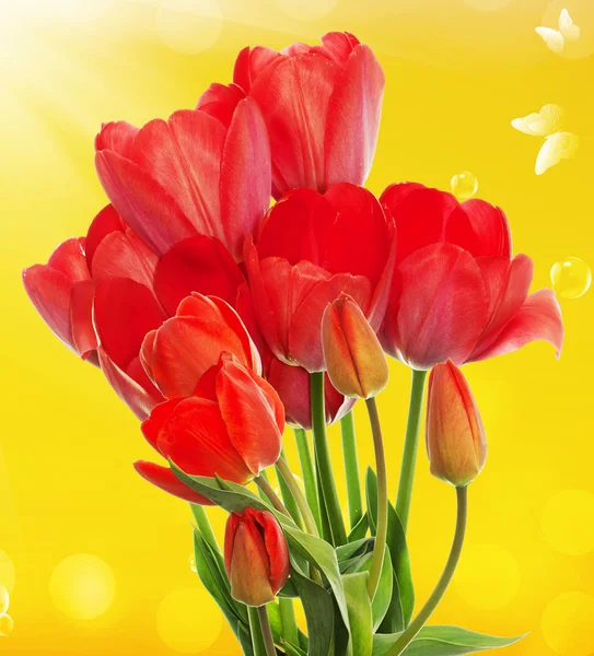 Schöne frische Garten Tulpen auf abstrakten Frühling Natur backgr — Stockfoto