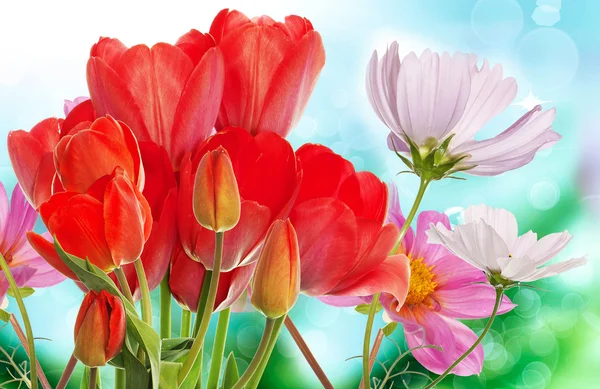 Hermosas flores de jardín fresco — Foto de Stock