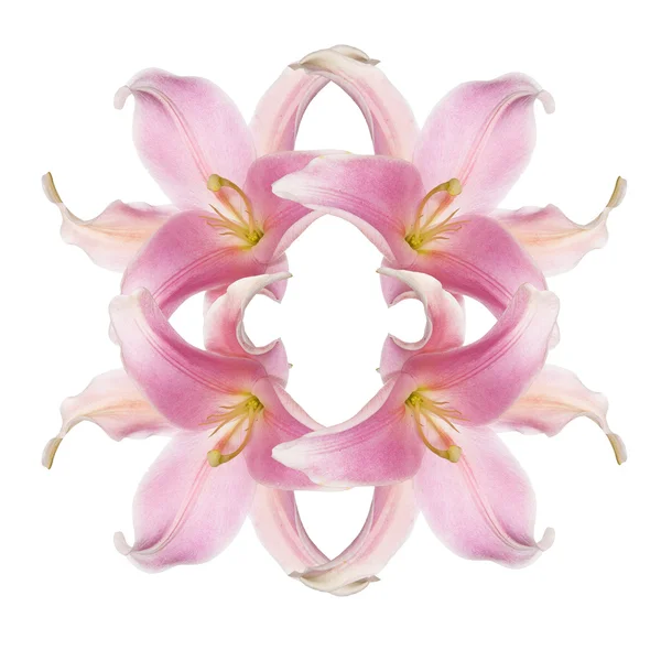 Розовая красивая Лили на белом фоне — стоковое фото