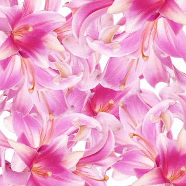 Pembe güzel Lily arka plan