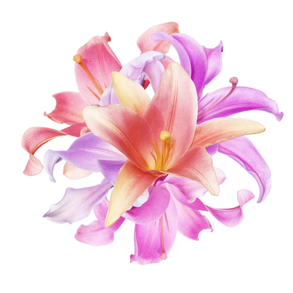 Mooie roze lily — Stockfoto