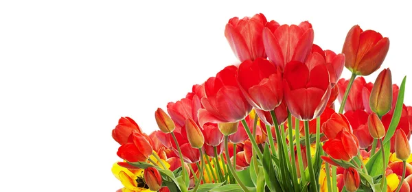 Bonito jardim tulipas coloridas frescas — Fotografia de Stock