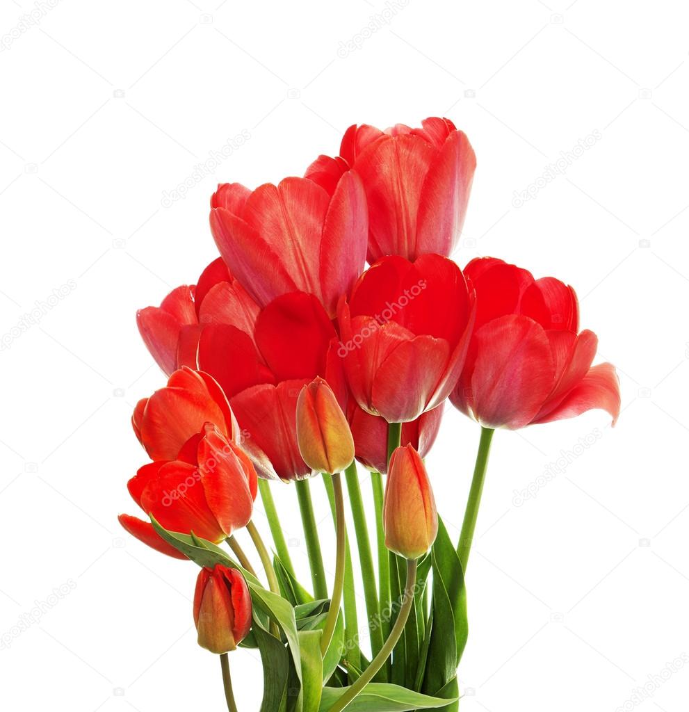 Beautiful  fresh red tulips 